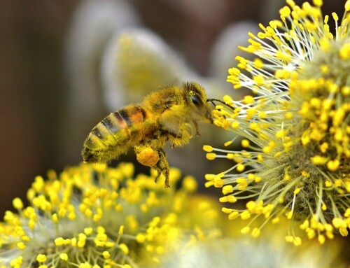 Allergy Season in Florida