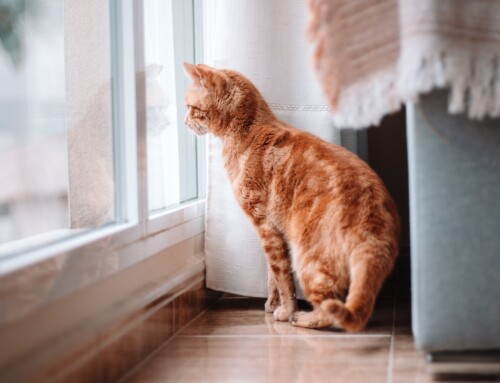Seniors and Pets: Benefits of Companionship