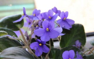 assisted living facility in Ocala