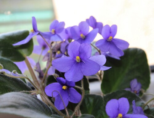 How a Simple Plant Can Change the Room