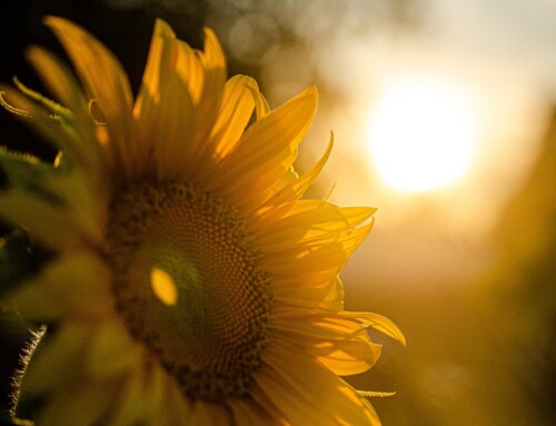 How Florida’s Sunshine Benefits Our Seniors